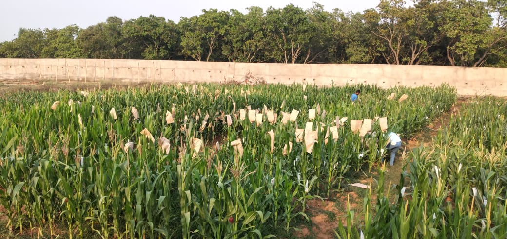 Maize Field