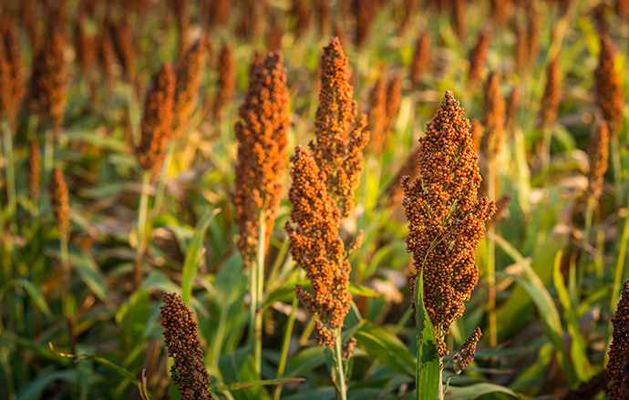 SORGHUM