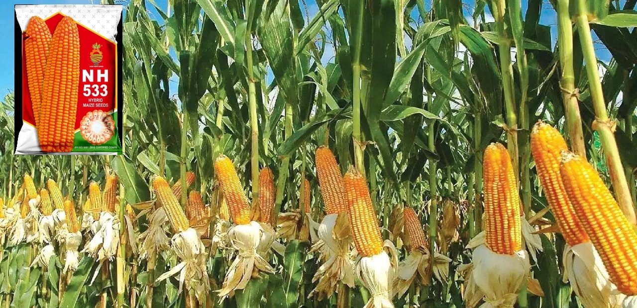HYBRID MAIZE